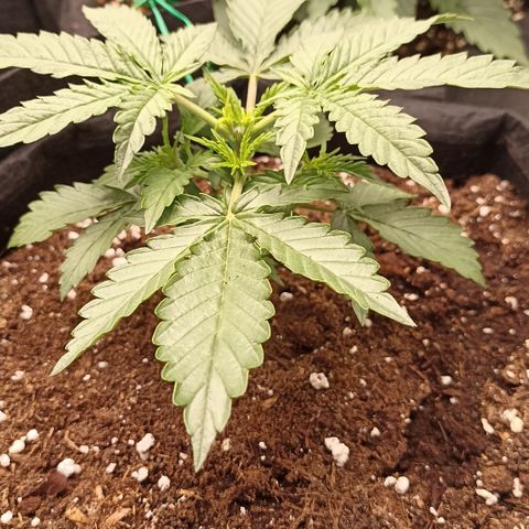 Blueberry Zkittlez Automatic growlog timeline photo