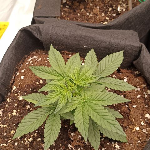 Blueberry Zkittlez Automatic growlog timeline photo