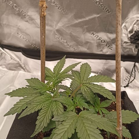 Blueberry Zkittlez Automatic growlog timeline photo