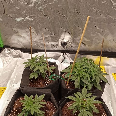 Blueberry Zkittlez Automatic growlog timeline photo