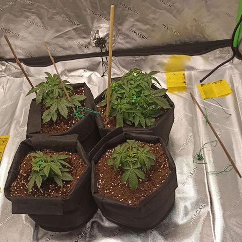 Blueberry Zkittlez Automatic growlog timeline photo