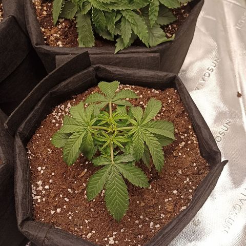 Blueberry Zkittlez Automatic growlog timeline photo