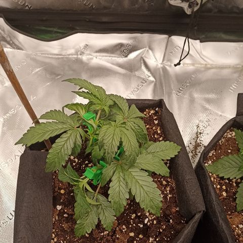 Blueberry Zkittlez Automatic growlog timeline photo