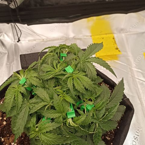 Blueberry Zkittlez Automatic growlog timeline photo