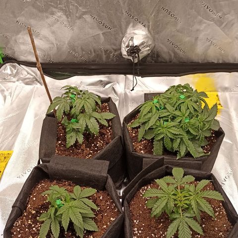 Blueberry Zkittlez Automatic growlog timeline photo