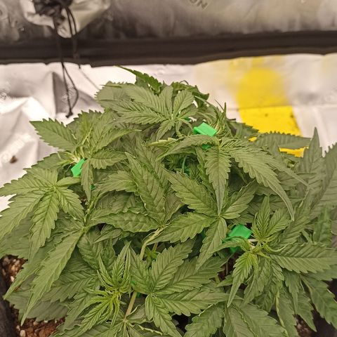 Blueberry Zkittlez Automatic growlog timeline photo