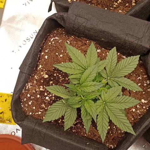 Blueberry Zkittlez Automatic growlog timeline photo