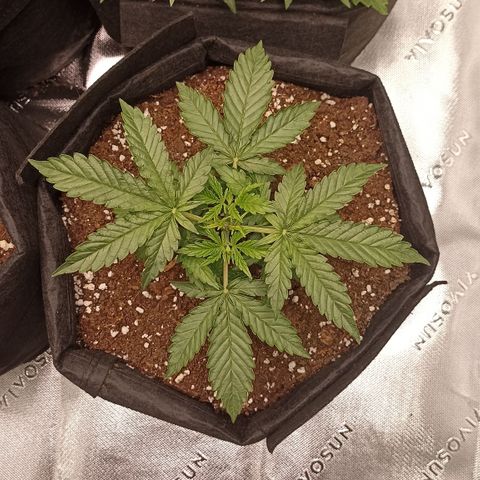 Blueberry Zkittlez Automatic growlog timeline photo