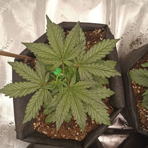 Blueberry Zkittlez Automatic growlog timeline photo