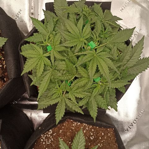 Blueberry Zkittlez Automatic growlog timeline photo