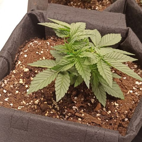 Blueberry Zkittlez Automatic growlog timeline photo