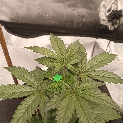 Blueberry Zkittlez Automatic growlog timeline photo