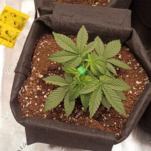 Blueberry Zkittlez Automatic growlog timeline photo