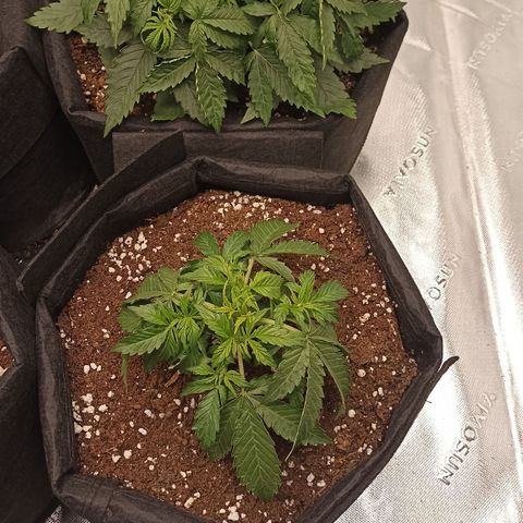 Blueberry Zkittlez Automatic growlog timeline photo