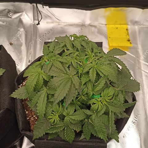 Blueberry Zkittlez Automatic growlog timeline photo