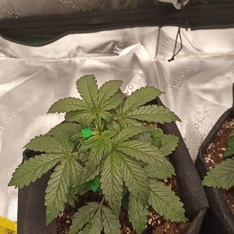 Blueberry Zkittlez Automatic growlog timeline photo