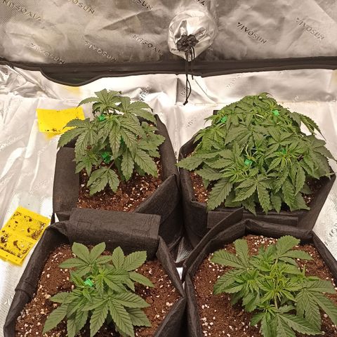 Blueberry Zkittlez Automatic growlog timeline photo