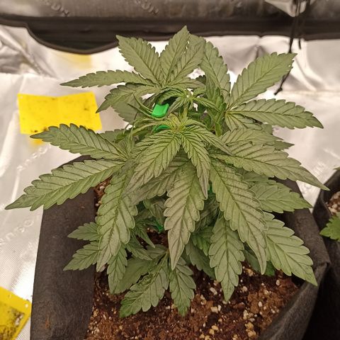 Blueberry Zkittlez Automatic growlog timeline photo