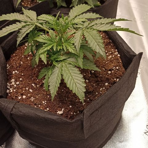 Blueberry Zkittlez Automatic growlog timeline photo
