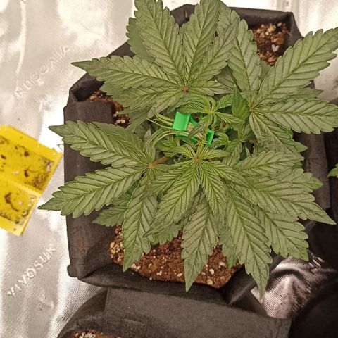 Blueberry Zkittlez Automatic growlog timeline photo
