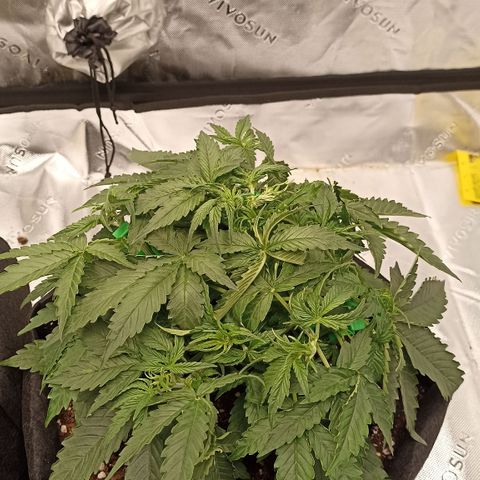 Blueberry Zkittlez Automatic growlog timeline photo