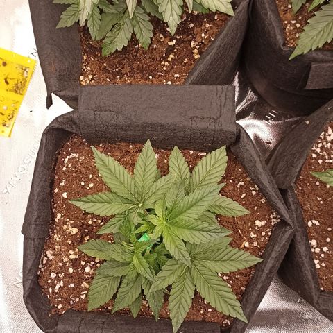 Blueberry Zkittlez Automatic growlog timeline photo