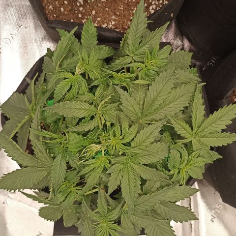 Blueberry Zkittlez Automatic growlog timeline photo
