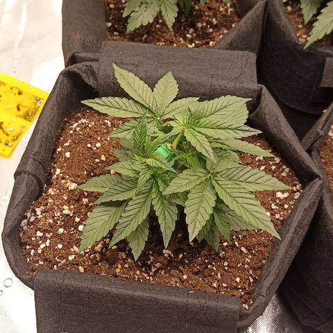 Blueberry Zkittlez Automatic growlog timeline photo