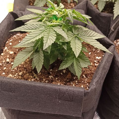 Blueberry Zkittlez Automatic growlog timeline photo