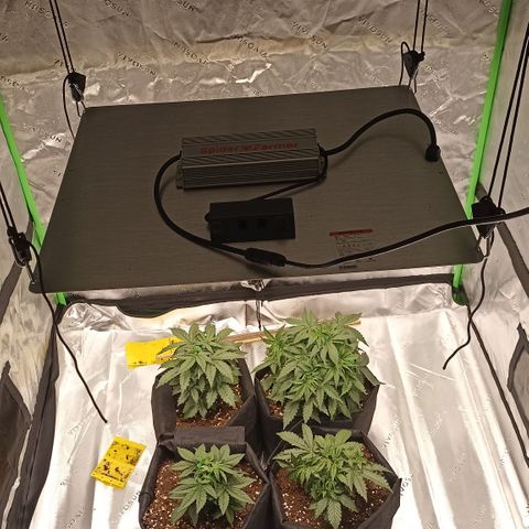 Blueberry Zkittlez Automatic growlog timeline photo