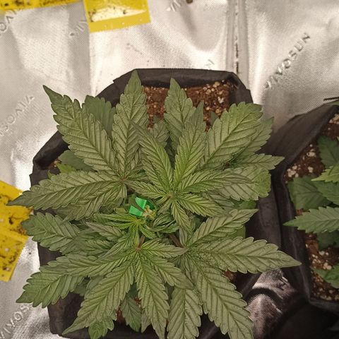 Blueberry Zkittlez Automatic growlog timeline photo