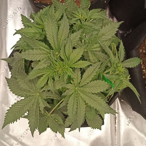 Blueberry Zkittlez Automatic growlog timeline photo