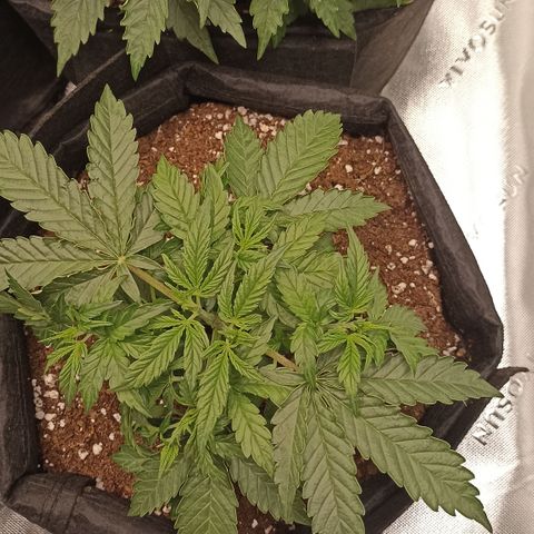 Blueberry Zkittlez Automatic growlog timeline photo