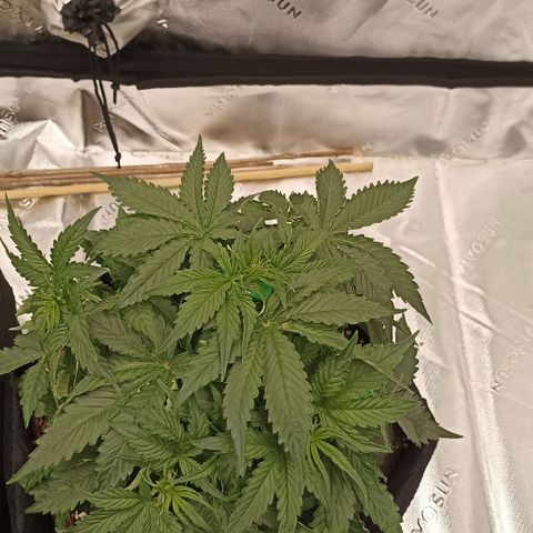 Blueberry Zkittlez Automatic growlog timeline photo