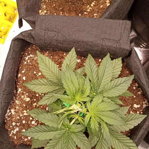 Blueberry Zkittlez Automatic growlog timeline photo