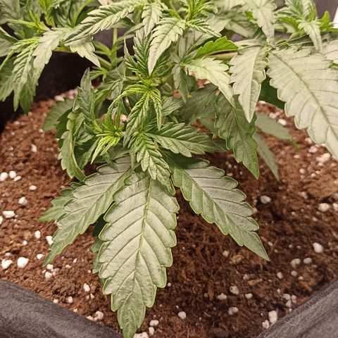 Blueberry Zkittlez Automatic growlog timeline photo