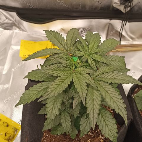 Blueberry Zkittlez Automatic growlog timeline photo