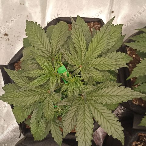 Blueberry Zkittlez Automatic growlog timeline photo