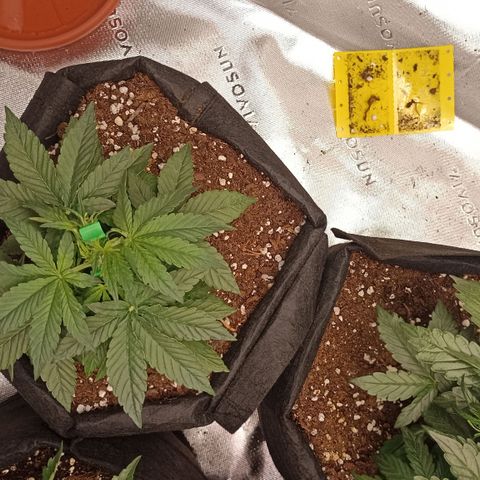 Blueberry Zkittlez Automatic growlog timeline photo