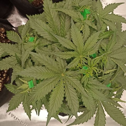 Blueberry Zkittlez Automatic growlog timeline photo