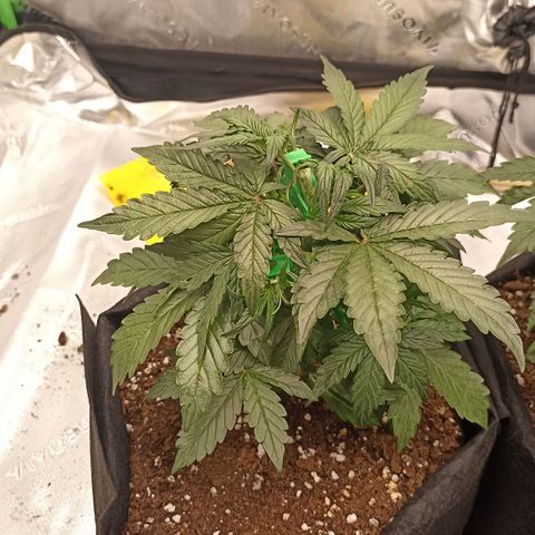 Blueberry Zkittlez Automatic growlog timeline photo
