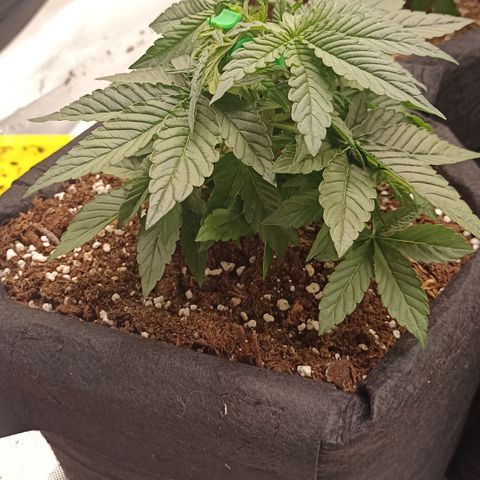 Blueberry Zkittlez Automatic growlog timeline photo
