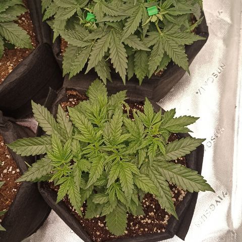 Blueberry Zkittlez Automatic growlog timeline photo