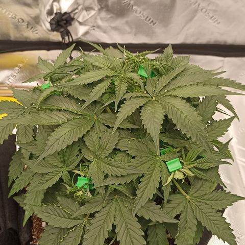 Blueberry Zkittlez Automatic growlog timeline photo