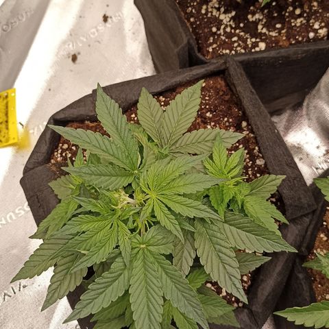 Blueberry Zkittlez Automatic growlog timeline photo