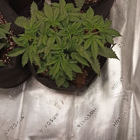 Blueberry Zkittlez Automatic growlog timeline photo