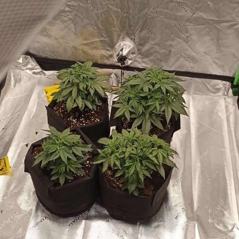 Blueberry Zkittlez Automatic growlog timeline photo