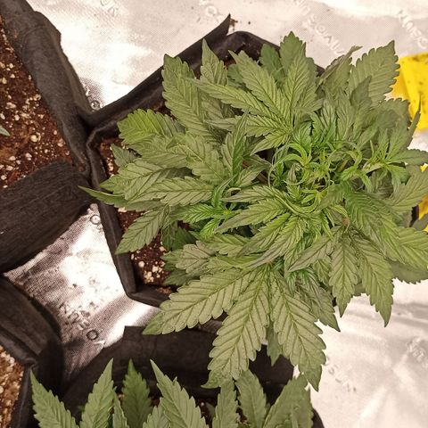 Blueberry Zkittlez Automatic growlog timeline photo