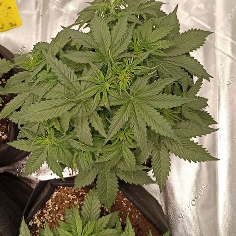 Blueberry Zkittlez Automatic growlog timeline photo