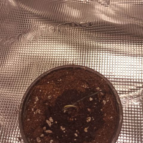 Wappa #1 growlog timeline photo